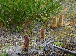 Banksia Species, Creeping Banksia