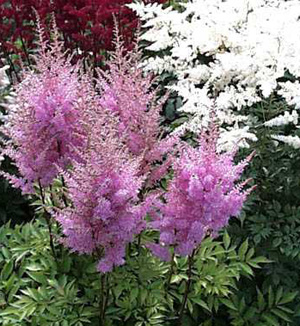Astilbe, False Spirea, False Goats Beard Bonn