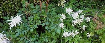 Astilbe, False Spirea, False Goats Beard Diamant