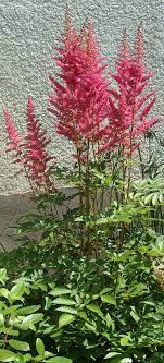 Astilbe, False Spirea, False Goats Beard Granat