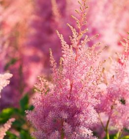 Astilbe, False Spirea, False Goats Beard Hyacinth