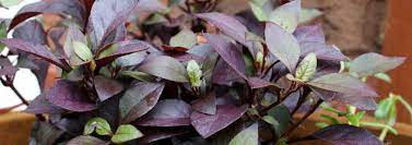 Alternanthera, Calico Plant, Josephs Coat, Ruby Leaf Red Marble