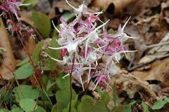 Longspur Epimedium, Barrenwort 'Rose Queen'