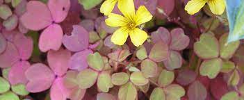 Oxalis, Copper Velvet Shamrock, Wood Sorrel Copper Glow