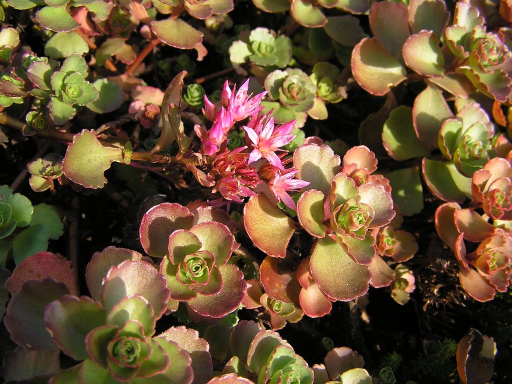 Phedimus, Creeping Sedum, Two-Row Stonecrop Coccineum