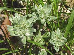 Spring Pygmy Cudweed, Rabbit Tobacco