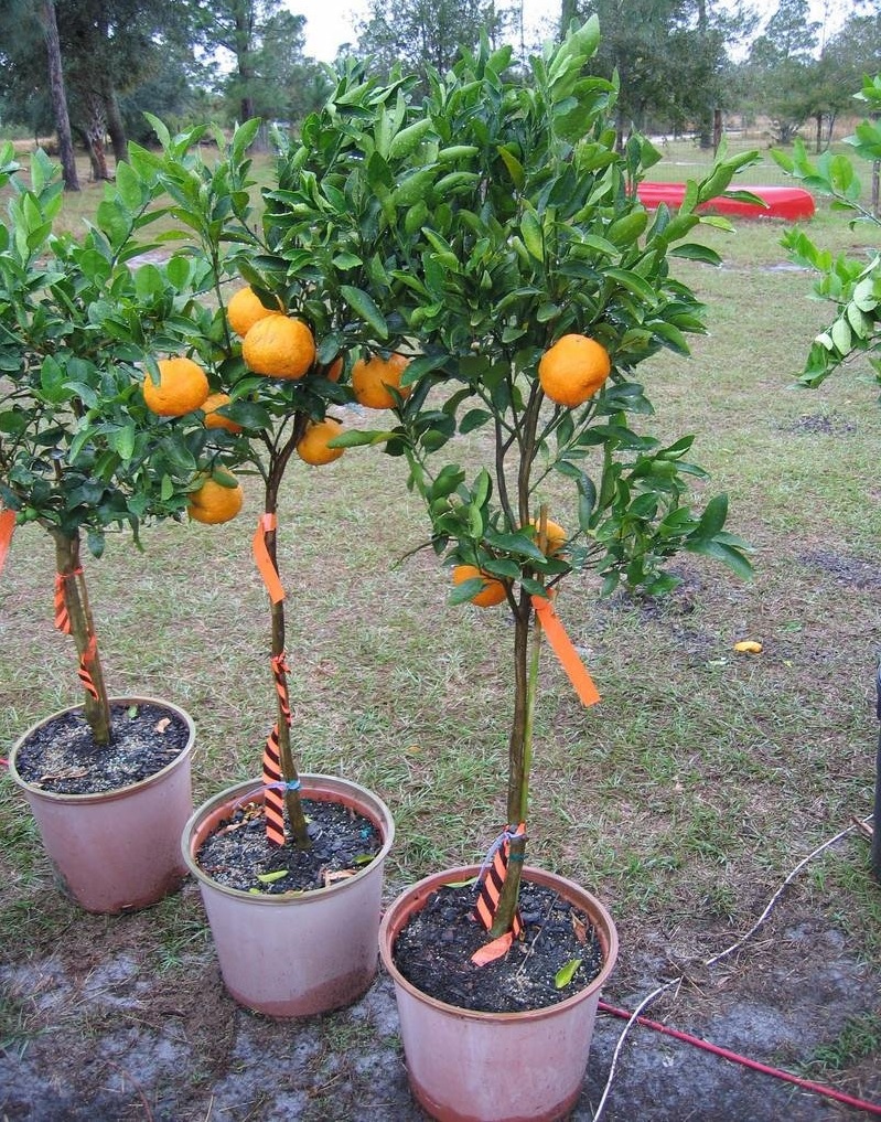 Citrus, Mandarin Orange, Satsuma, Tangerine Ponkan