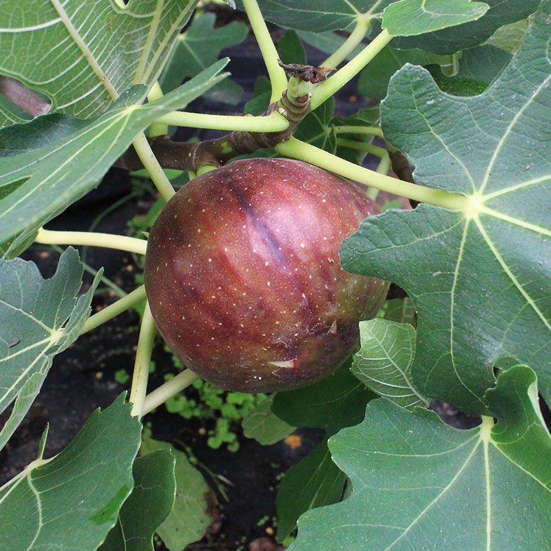 Common Fig, Edible Fig, Higo LSU Purple