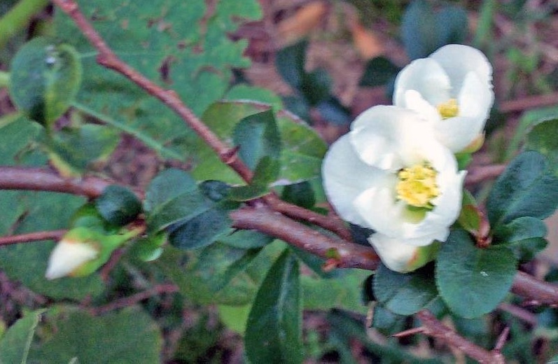 Chaenomeles, Flowering Quince Jet Trail