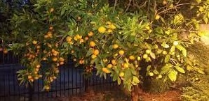 Citrus, Mandarin Orange, Satsuma, Tangerine Changsha