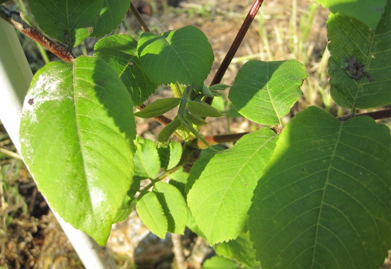 Japanese Walnut, Siebold Walnut