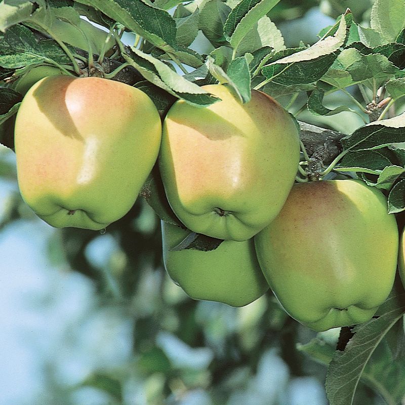 Apple Criterion