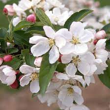 Flowering Crabapple Donald Wyman