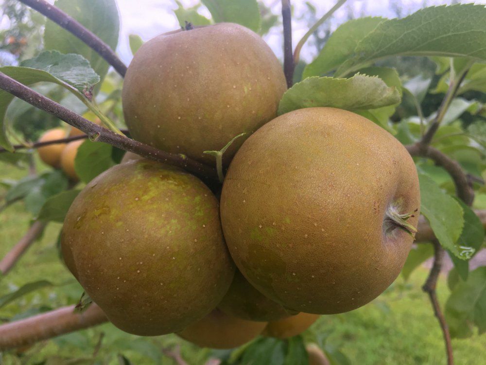 Apple Golden Russet