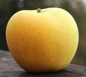 Apple Honeygold