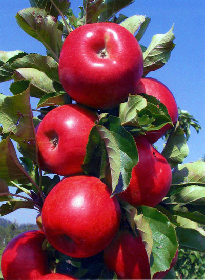 Apple Northpole