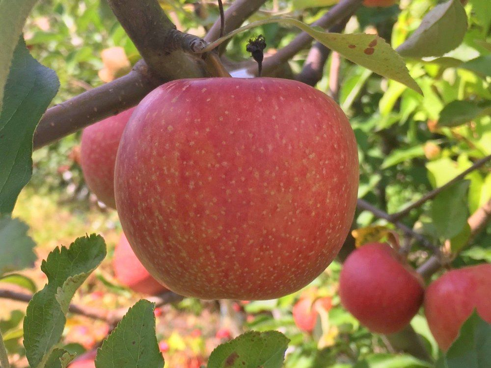 Apple Esopus Spitzenburg