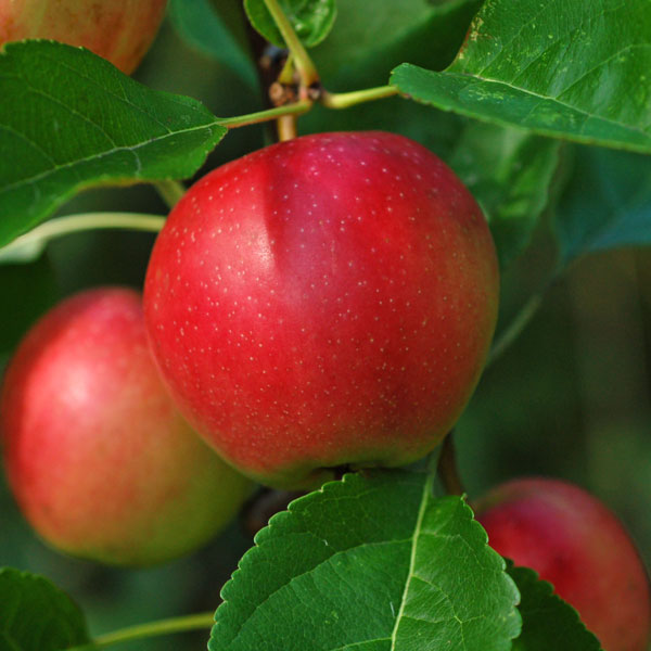 Apple Summerred