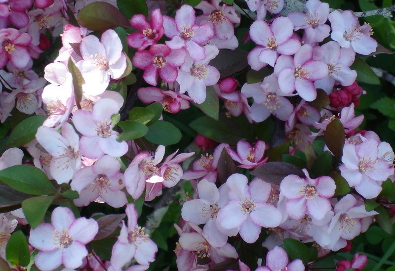Sargents Crabapple Candymint