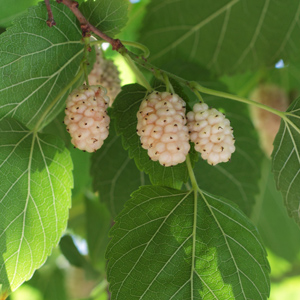 White Mulberry Beautiful Day
