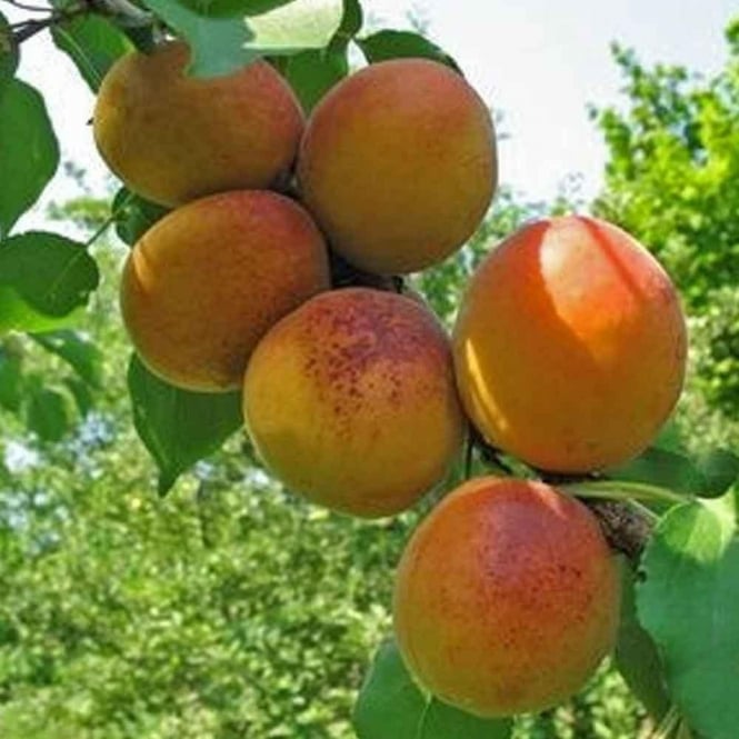 Apricot GoldCot
