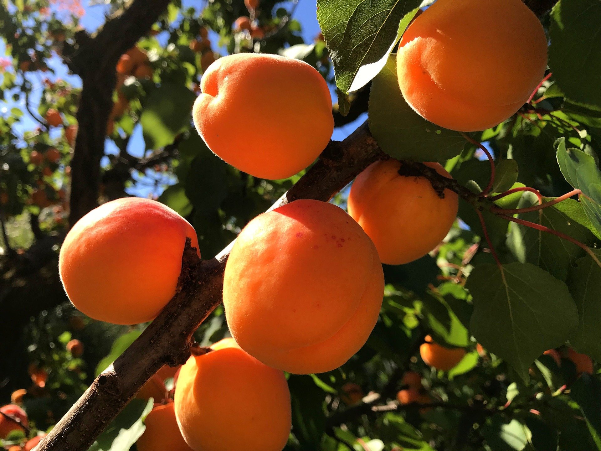 Apricot Puget Gold