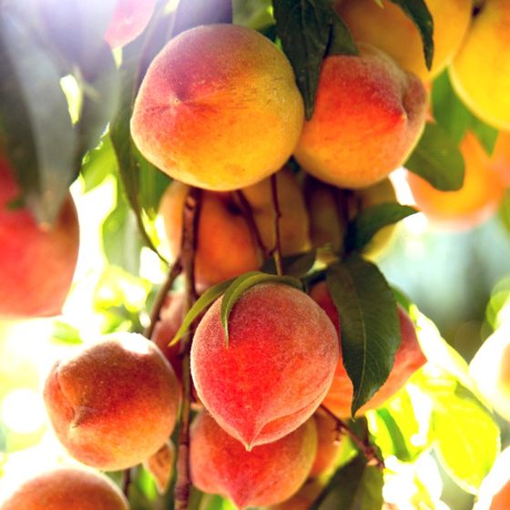 Peach Suncrest
