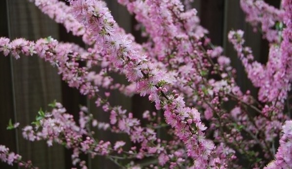 Japanese bush cherry