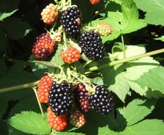 Thornless Blackberry 'Chester'