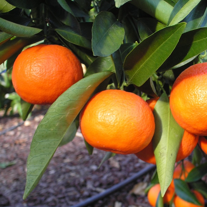 Citrus, Tangelo, Semi-Dwarf Mandarin Orange Nova