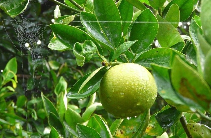 Citrus, Tangelo Orlando