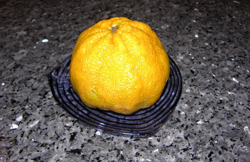 Citrus, Tangelo Ugli