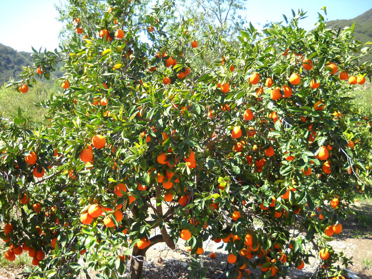 Citrus, Tangelo Alamoen