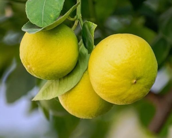 Citrus, Tangelo Sampson