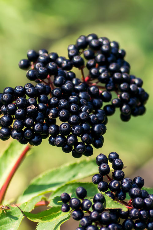 American Elder, Common Elderberry Adams