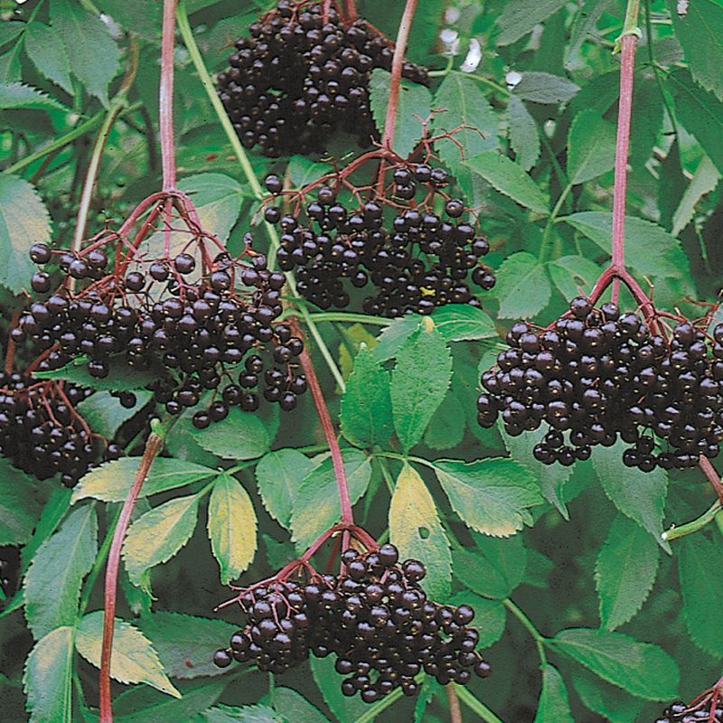 American Elder, Common Elderberry Johns