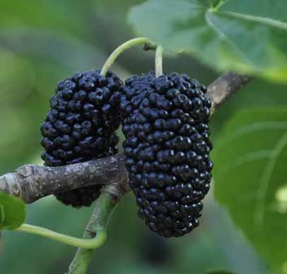 White Mulberry Shangri La