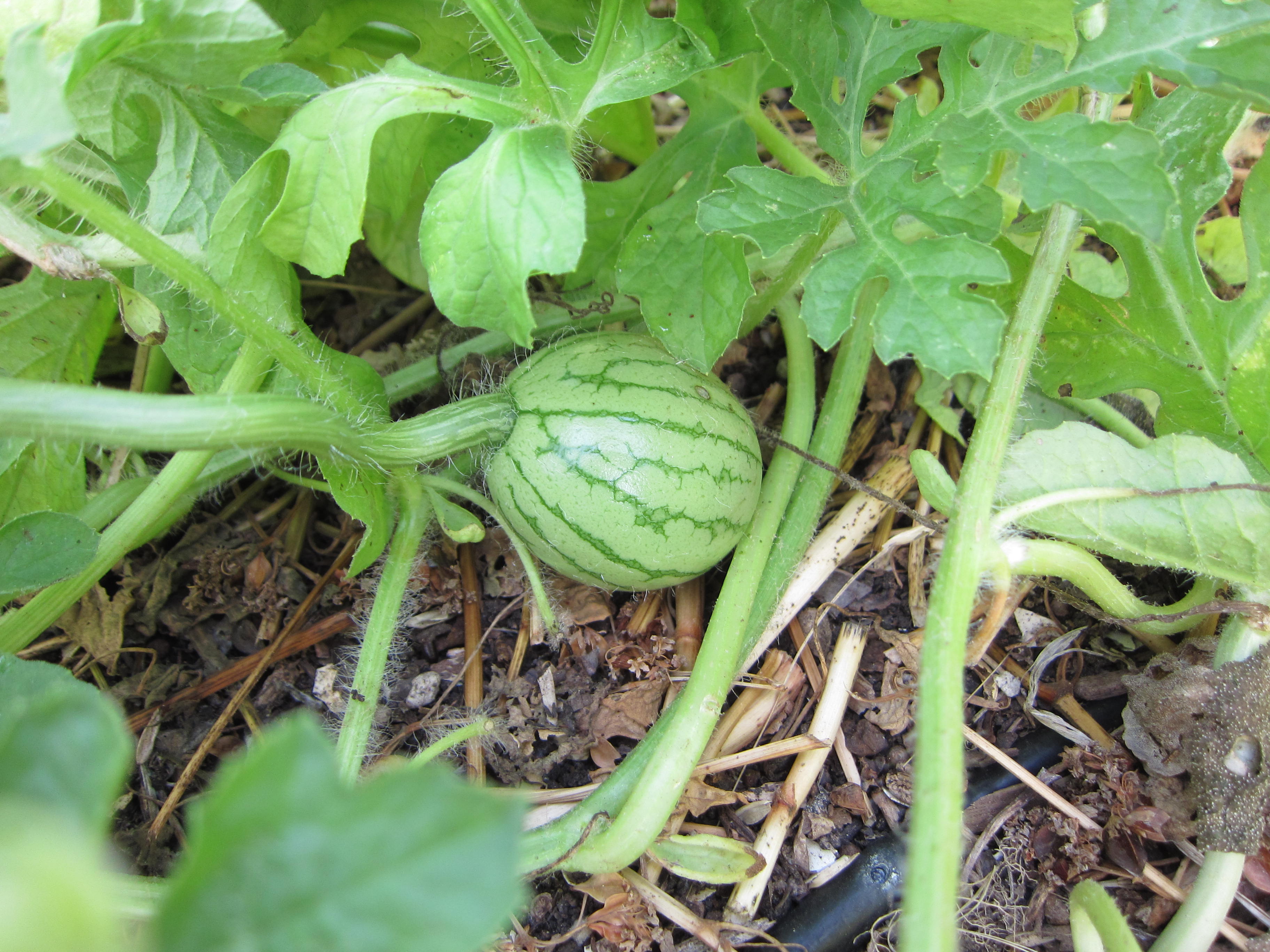 Watermelon White Sugar Lump