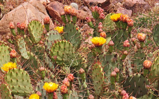 Opuntia Species, Densely Spined Prickly Pear