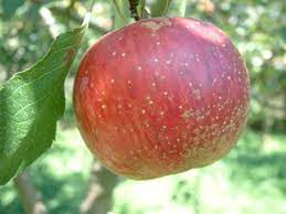 Apple Arkansas Sweet