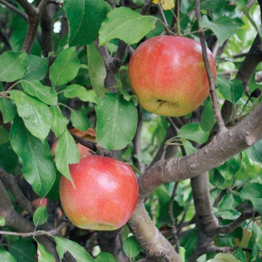 Apple Ben Davis