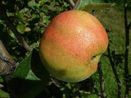 Apple Benham