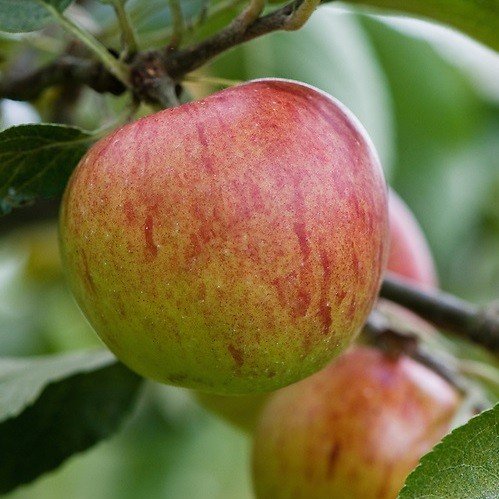 Apple Benoni