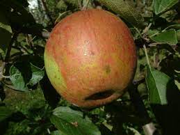 Apple Bentleys Sweet