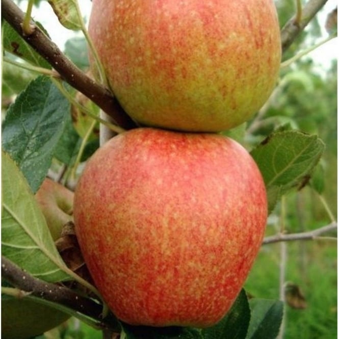 Apple Adams Pearmain