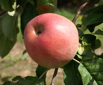 Apple Alexander