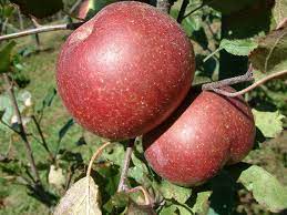 Apple Allum