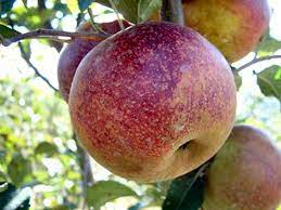 Apple American Beauty