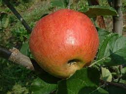 Apple American Summer Pearmain