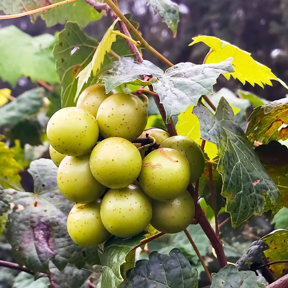 Muscadine, Southern Fox Grape, Scuppernong, Bullace Carlos